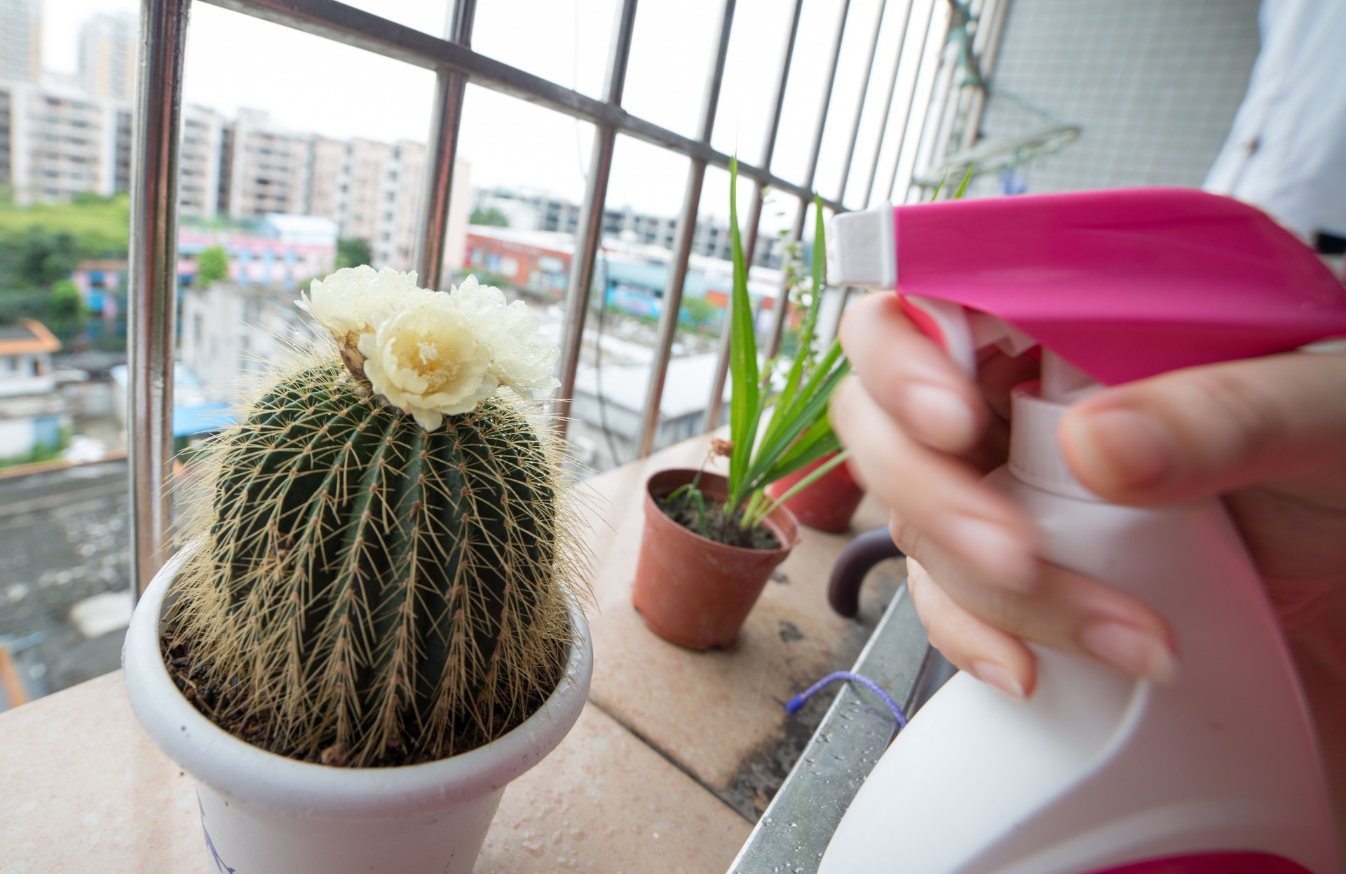 cactus flower
